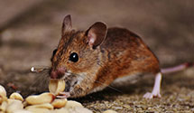 24 Hour & Emergency Exterminators in Neptune, NJ